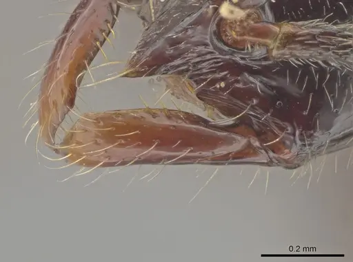 Leptogenys kiche - CASENT0611864