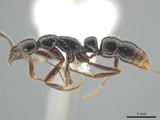 Leptogenys kiche - CASENT0611864