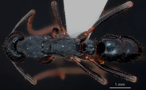 Leptogenys kitteli specimen