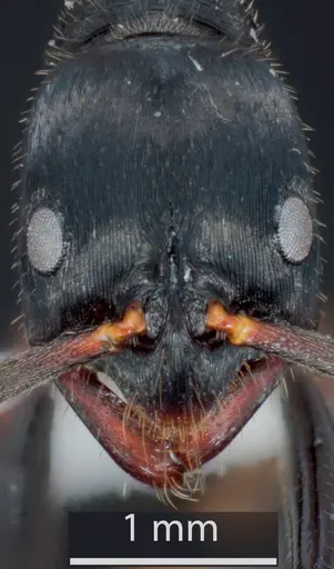 Leptogenys kitteli specimen