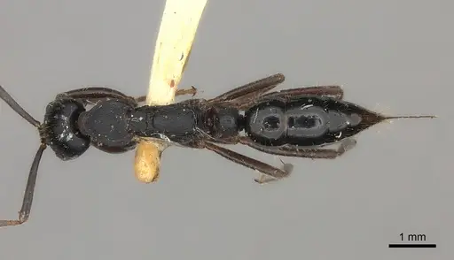 Leptogenys kitteli - CASENT0217530