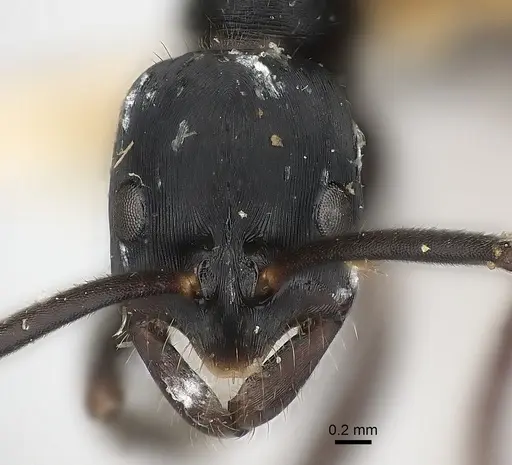 Leptogenys kitteli - CASENT0217530