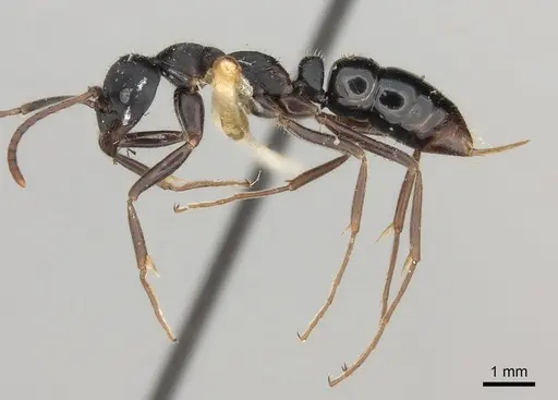 Leptogenys kitteli - CASENT0217530