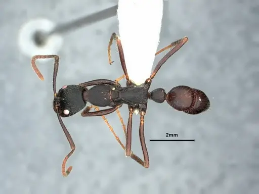 Leptogenys kitteli - CASENT0882103