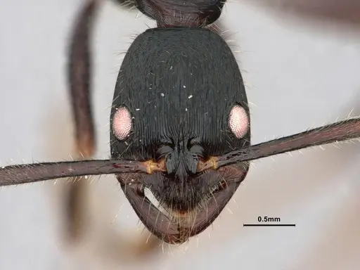 Leptogenys kitteli - CASENT0882103