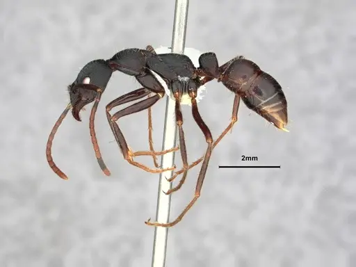 Leptogenys kitteli - CASENT0882103