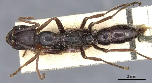 Leptogenys kitteli - CASENT0903957