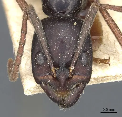 Leptogenys kitteli - CASENT0903957