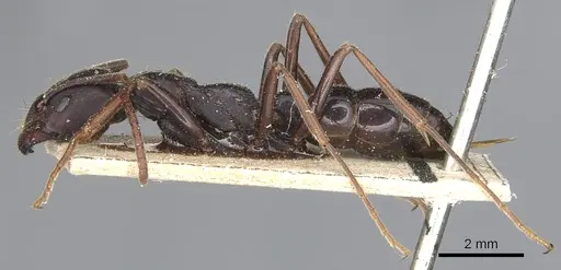 Leptogenys kitteli - CASENT0903957