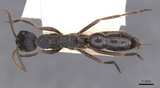 Leptogenys kitteli - CASENT0907376