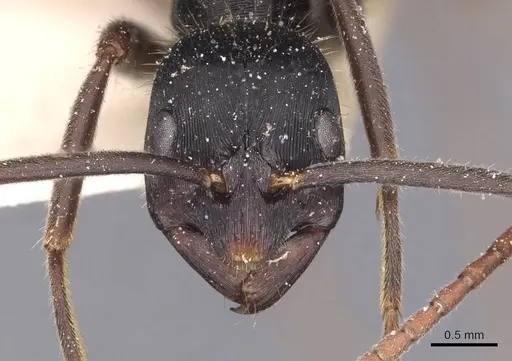 Leptogenys kitteli - CASENT0907376