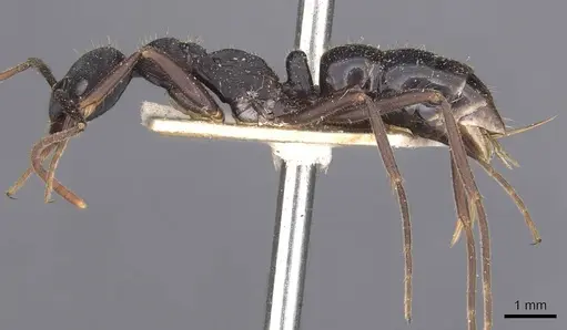 Leptogenys kitteli - CASENT0907376