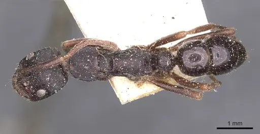 Leptogenys kitteli - CASENT0907377