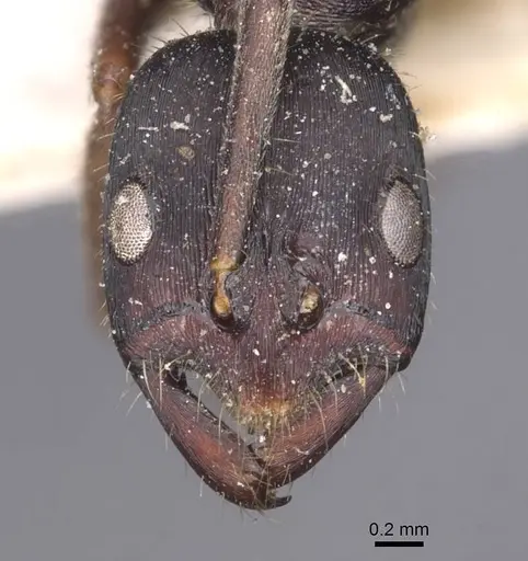 Leptogenys kitteli - CASENT0907377