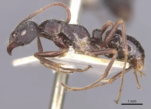 Leptogenys kitteli - CASENT0907377