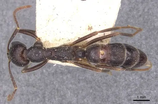 Leptogenys kitteli - CASENT0907378