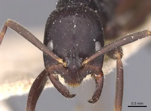 Leptogenys kitteli - CASENT0907378