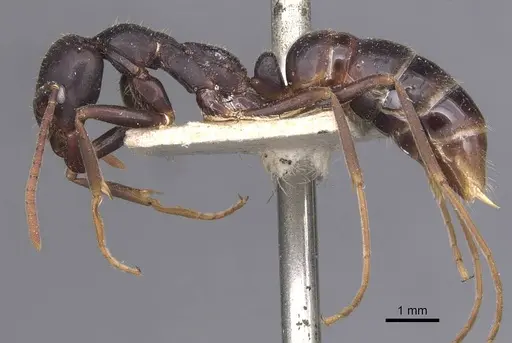 Leptogenys kitteli - CASENT0907378