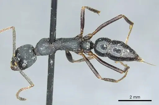 Leptogenys kitteli - CASENT0915879