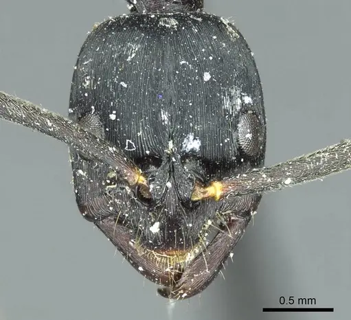 Leptogenys kitteli - CASENT0915879