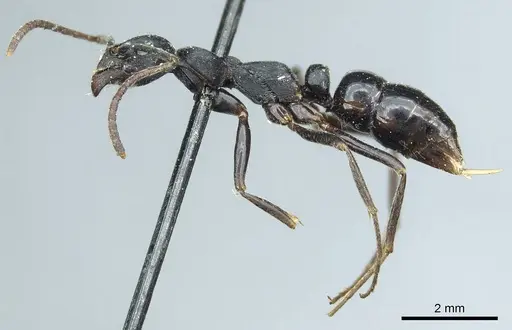 Leptogenys kitteli - CASENT0915879