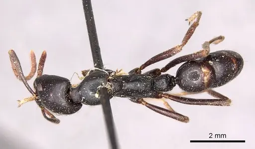 Leptogenys kitteli - CASENT0915880