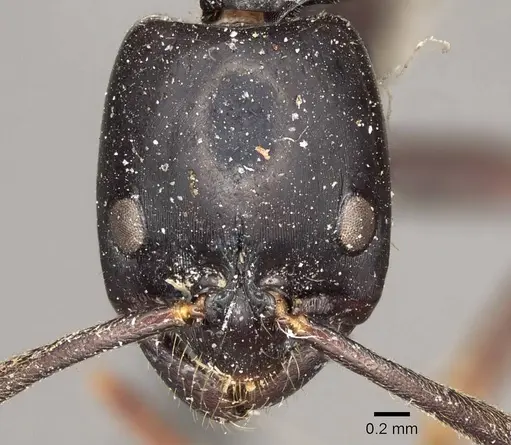 Leptogenys kitteli - CASENT0915880