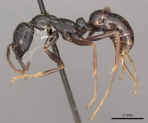 Leptogenys kitteli - CASENT0915880