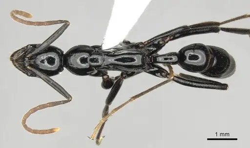 Leptogenys kraepelini specimen