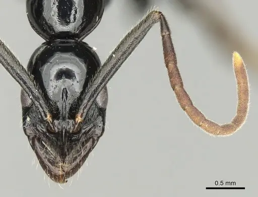 Leptogenys kraepelini specimen