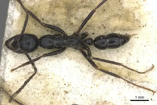 Leptogenys laeviceps specimen