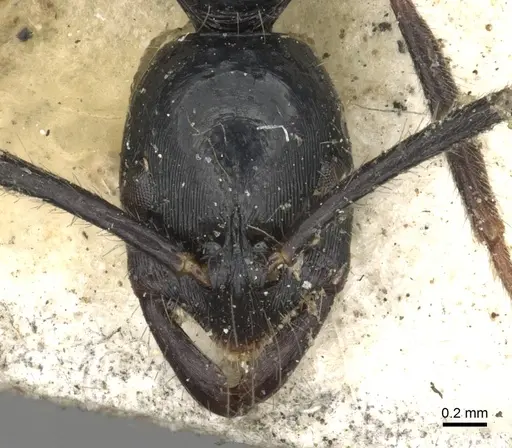 Leptogenys laeviceps specimen