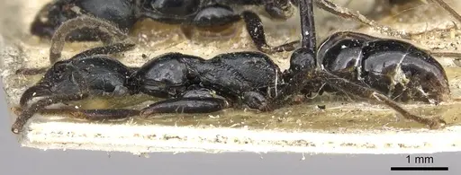 Leptogenys laeviceps specimen