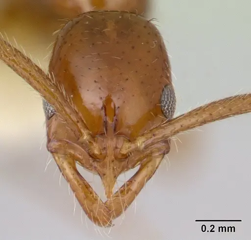 Leptogenys langi specimen