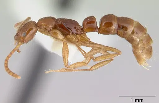 Leptogenys langi specimen