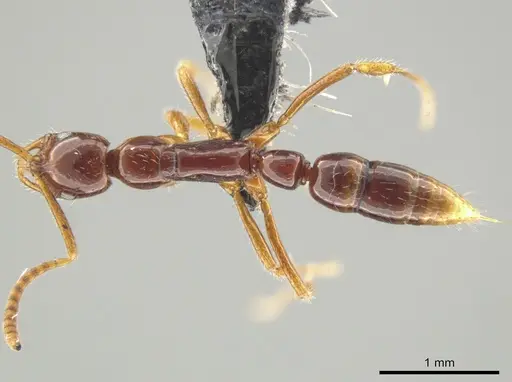 Leptogenys langi - CASENT0649082