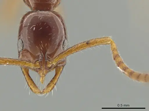 Leptogenys langi - CASENT0649082