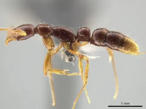 Leptogenys langi - CASENT0649082
