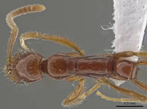 Leptogenys langi - DZUP549113