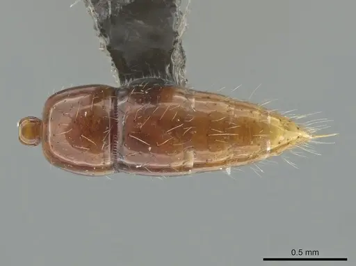 Leptogenys langi - DZUP549113