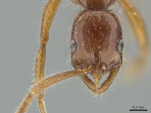 Leptogenys langi - DZUP549113