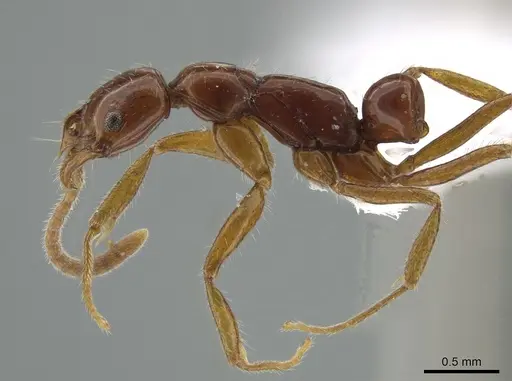 Leptogenys langi - DZUP549113