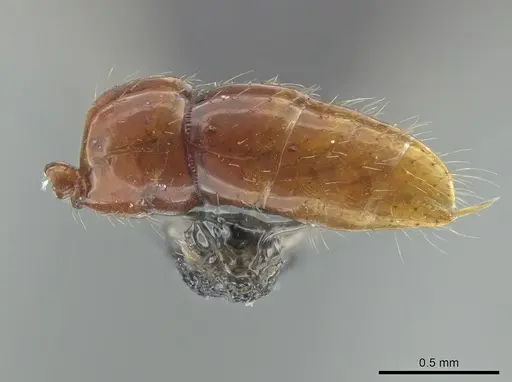 Leptogenys langi - DZUP549113