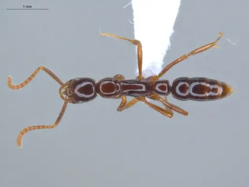 Leptogenys langi - ECOFOG-GAL18-0022-18