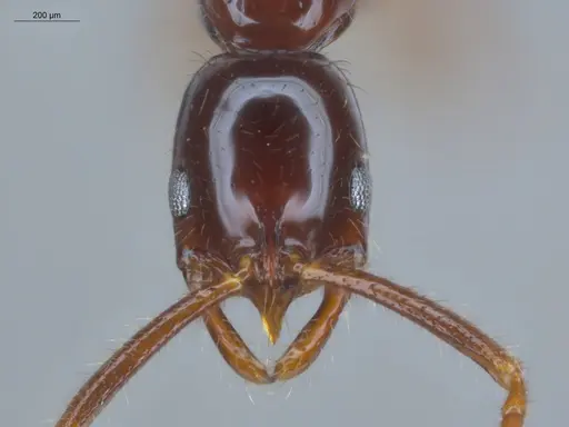 Leptogenys langi - ECOFOG-GAL18-0022-18