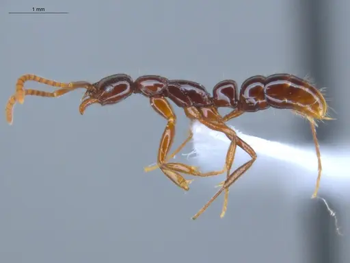 Leptogenys langi - ECOFOG-GAL18-0022-18