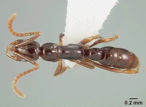 Leptogenys langi - USNMENT01124221