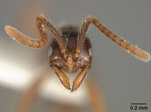 Leptogenys langi - USNMENT01124221