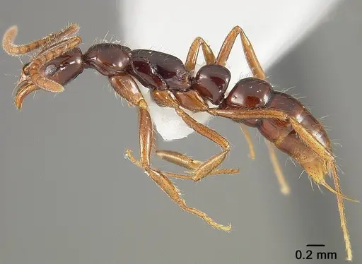 Leptogenys langi - USNMENT01124221