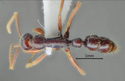 Leptogenys laozii specimen